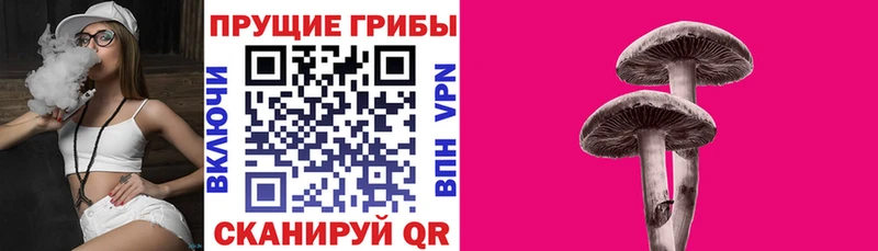 Псилоцибиновые грибы Psilocybine cubensis как найти Ленск